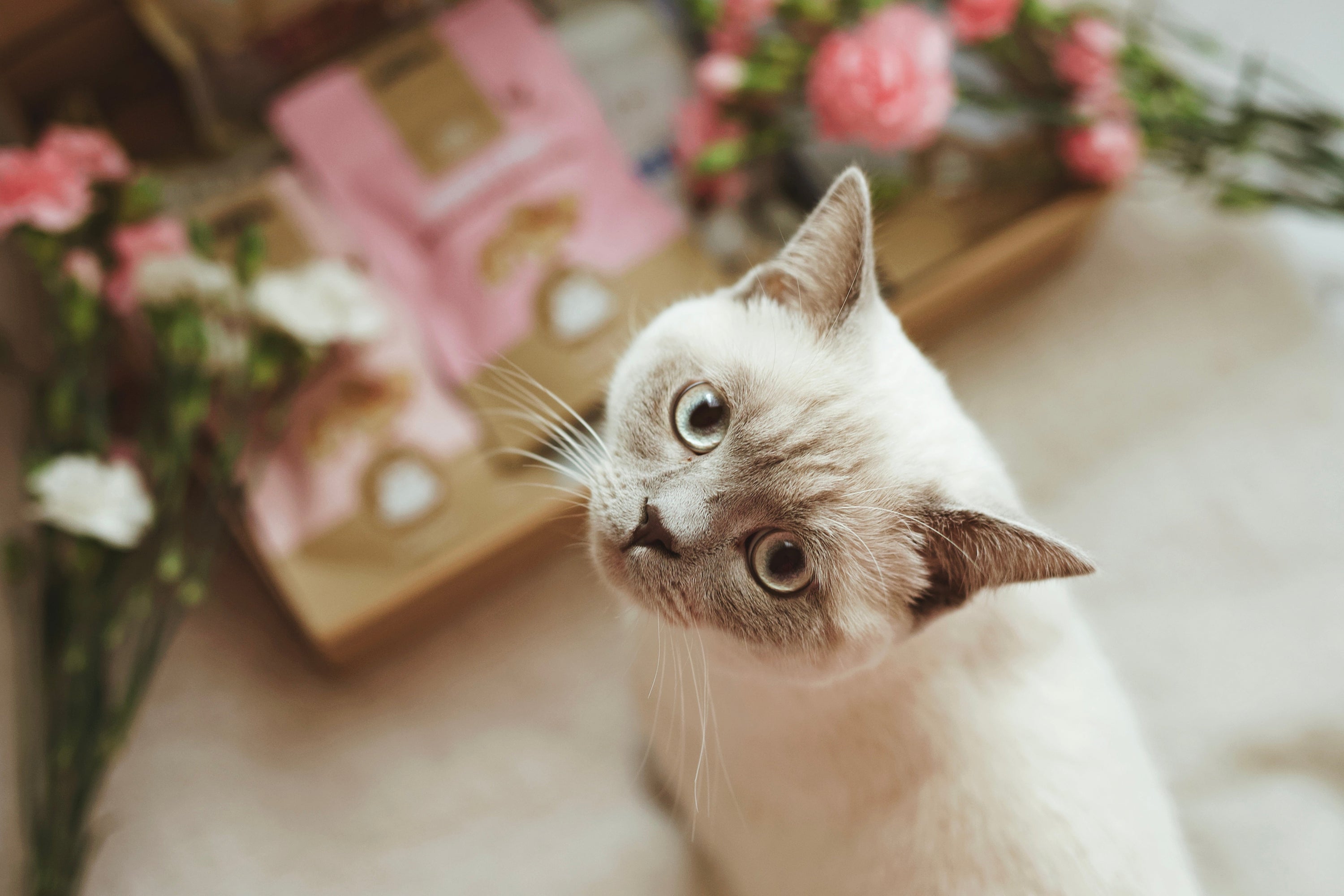 A cat looking with an inquisitive gaze, wondering if it can open the treats in the background.